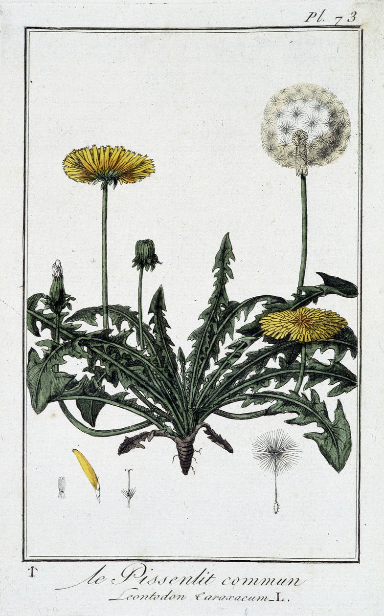 Harvinainen voikukka (Leontodon caraxacum) - kirjassa "Kasvitieteellinen harjoitus kauppiaiden käyttöön", kirjoittanut J.C. Philibert, Imprimerie de Crapelet, Paris tekijältä Unknown artist