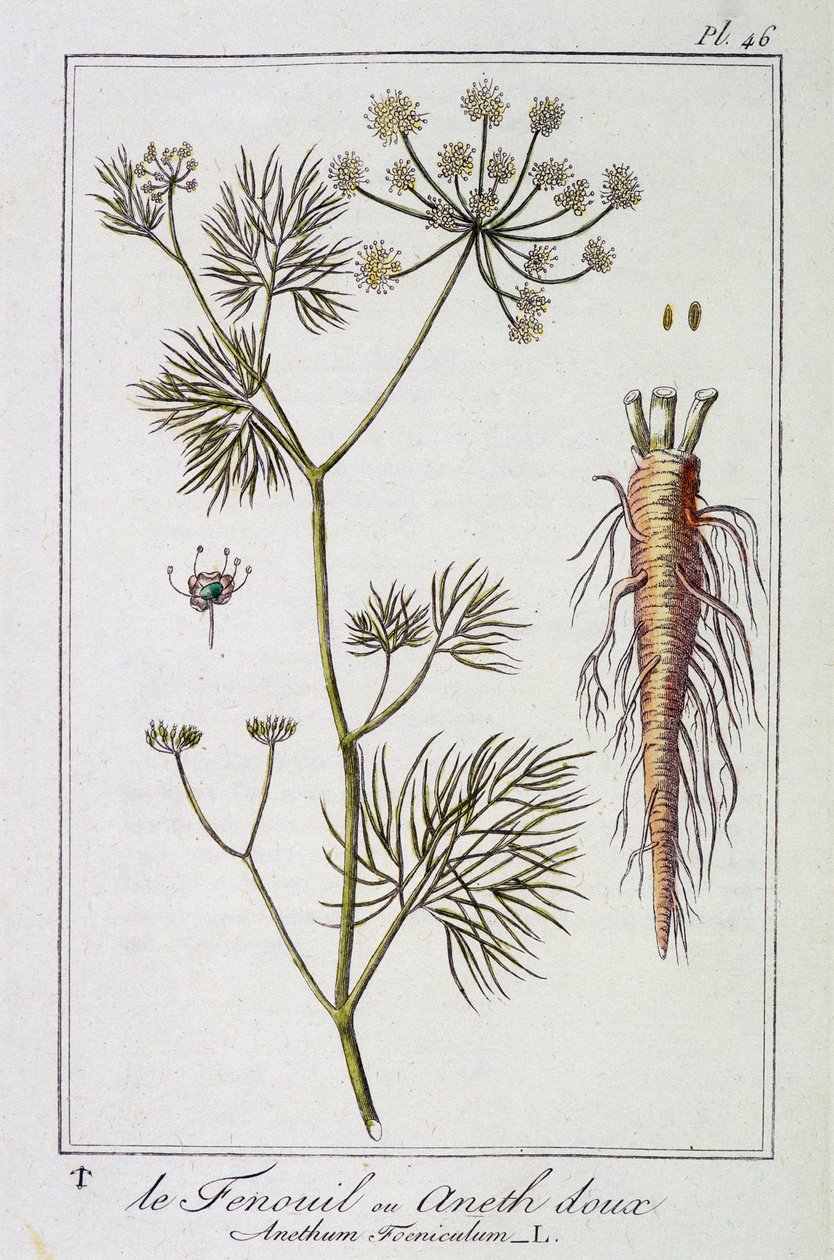 Fenkoli tai makea tilli (Anethum Foeniculum) - julkaisussa "Kasvitieteellinen harjoitus kauppiaiden käyttöön", toimittanut J.C. Philibert, Imprimerie de Crapelet, Paris tekijältä Unknown artist