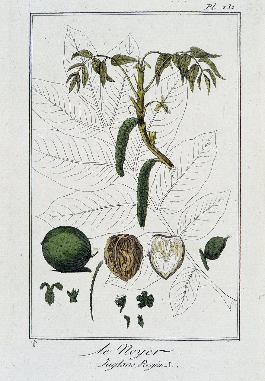Le Noyer (Juglans Regia) - teoksessa "Kasvitieteellinen harjoitus kauppiaiden käyttöön", kirjoittanut J.C. Philibert, imp. Crapelet, Pariisi tekijältä Unknown artist