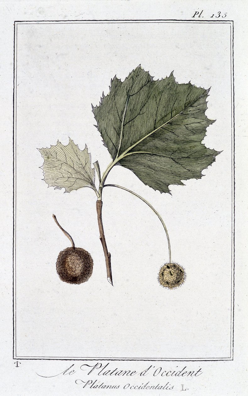 Läntinen taso (Platanus occidentalis) - julkaisussa "Kasvitieteellinen harjoitus kauppiaiden käyttöön", toimittanut JC Philibert, Imprimerie de Crapelet, Paris tekijältä Unknown artist