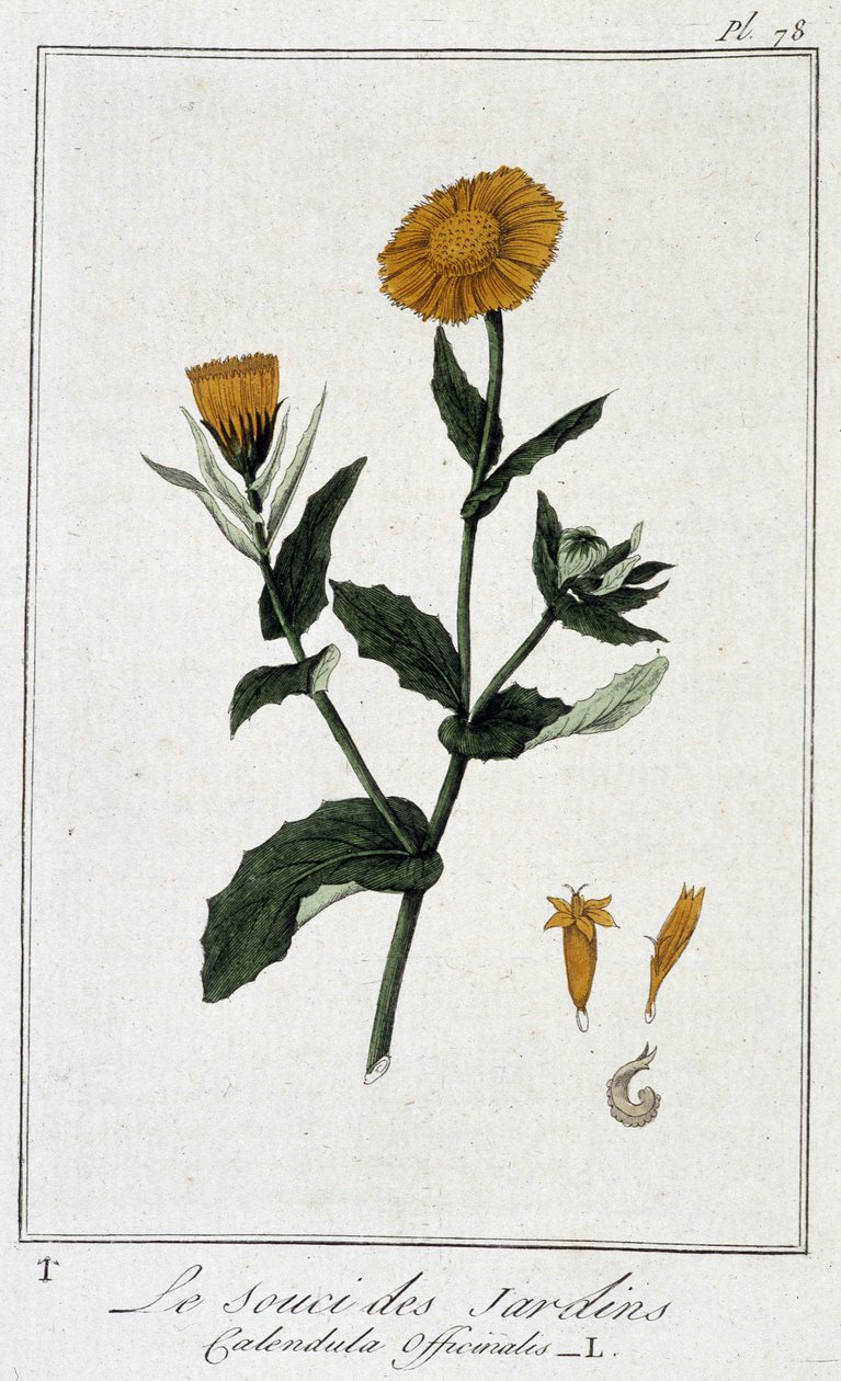 Marigold (Calendula Officinalis) - teoksessa "Kasvitieteellinen harjoitus kauppiaiden käyttöön", kirjoittanut J.C. Philibert, imp. Crapelet, Pariisi tekijältä Unknown artist