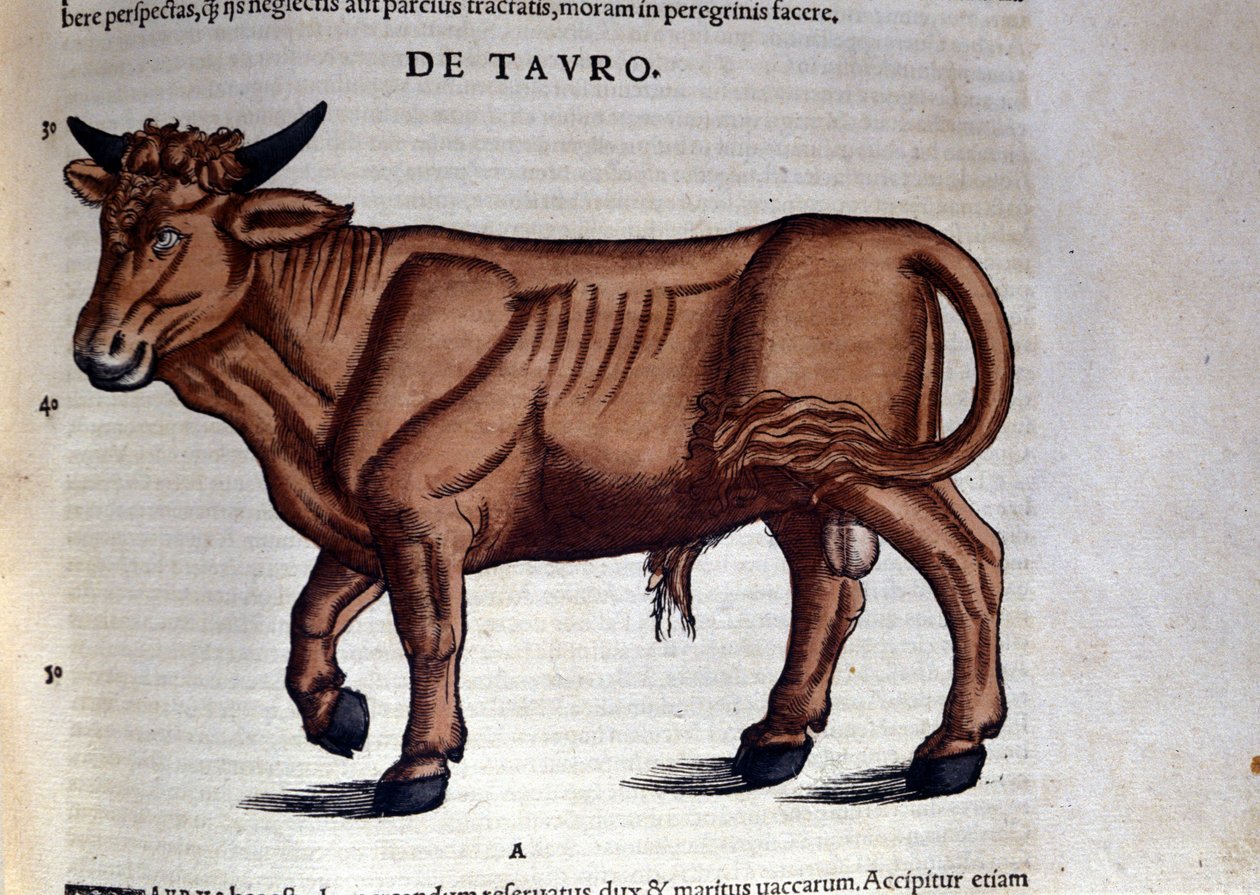 Le Taurus teoksessa Historia Animalium, kirjoittanut Conrad Gesner (1516 - 1565), Tiguri tekijältä Unknown artist