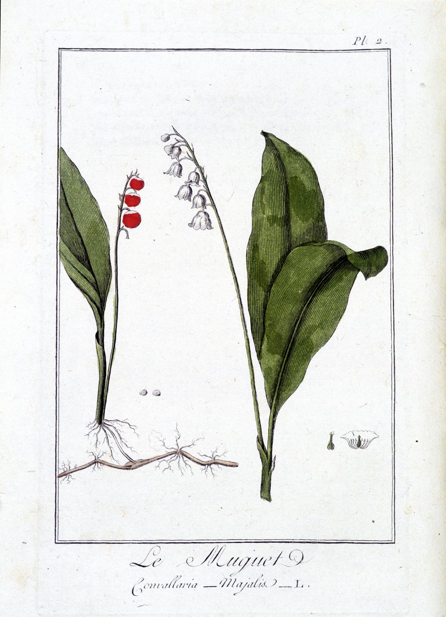 Sammas (Convallaria Majalis) - teoksessa "Kasvitieteellinen harjoitus kauppiaiden käyttöön", kirjoittanut J.C. Philibert, Imprimerie de Crapelet, Paris tekijältä Unknown artist