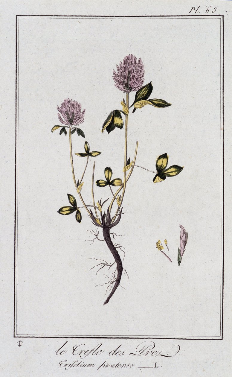 Le Clover des Meadows (Trifolium pratense) - julkaisussa "Kasvitieteellinen harjoitus kauppiaiden käyttöön", toimittanut J.C. Philibert, Imprimerie de Crapelet, Paris tekijältä Unknown artist