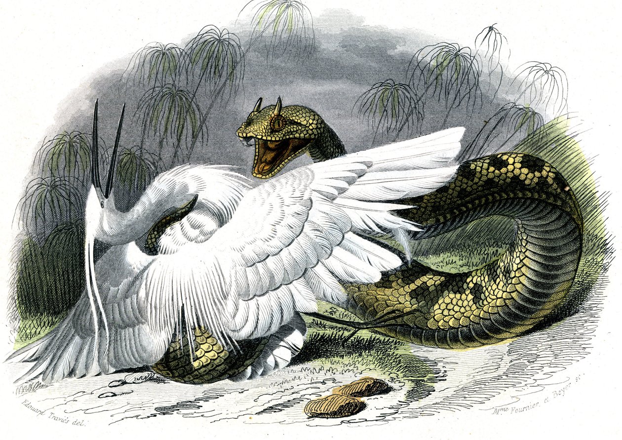 Le ceraste (Vipera cerastes) - Bernard Germain de Lacepeden (1856-1925) luonnonhistoriallinen lautanen, painos P.Furme, Pariisi tekijältä Unknown artist
