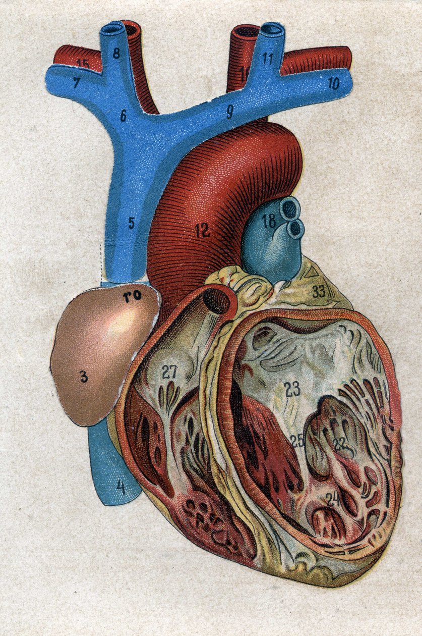 Le coeur.in "" Uusi luonnollinen lääke"", kirjoittanut F.E. Bilz. 1898. tekijältä Unknown artist