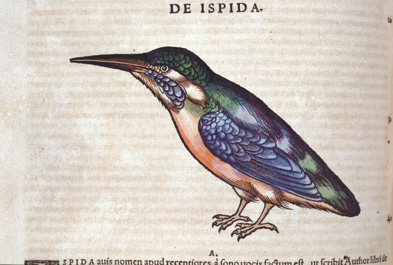 Le guêpier in Historia Animalium, kirjoittanut Conrad Gesner (1516 - 1565), Tiguri tekijältä Unknown artist