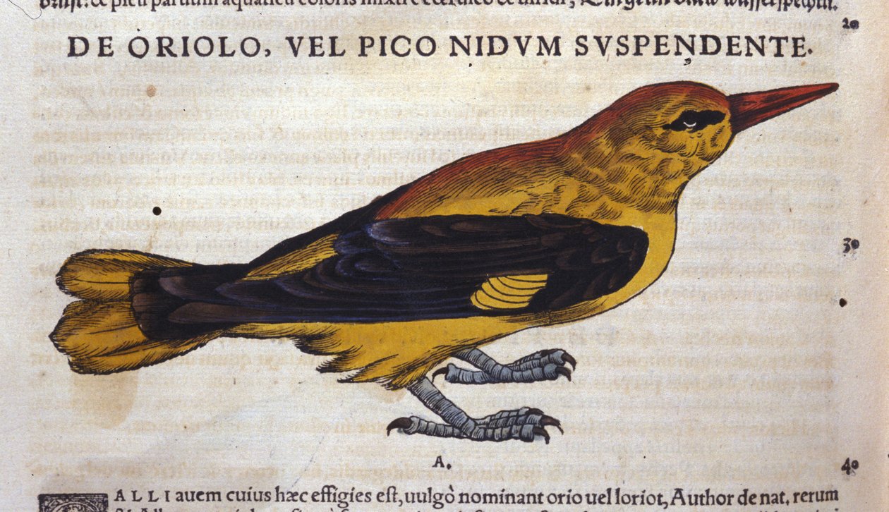 Le pic in Historia Animalium, kirjoittanut Conrad Gesner (1516 - 1565), Tiguri tekijältä Unknown artist