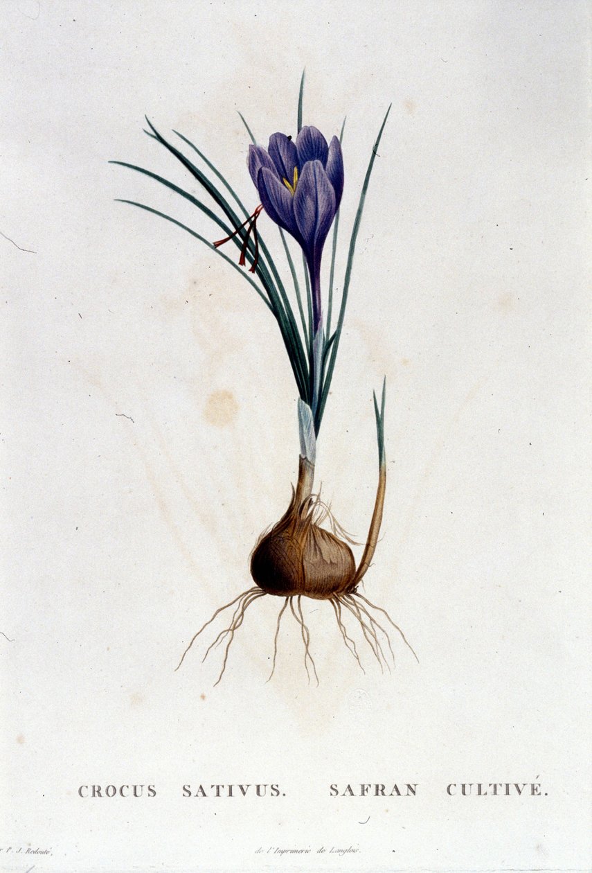 Sahrami (Crocus sativus) Botanique di J. Rousseaun mukaan, Pariisi 1822. tekijältä Unknown artist