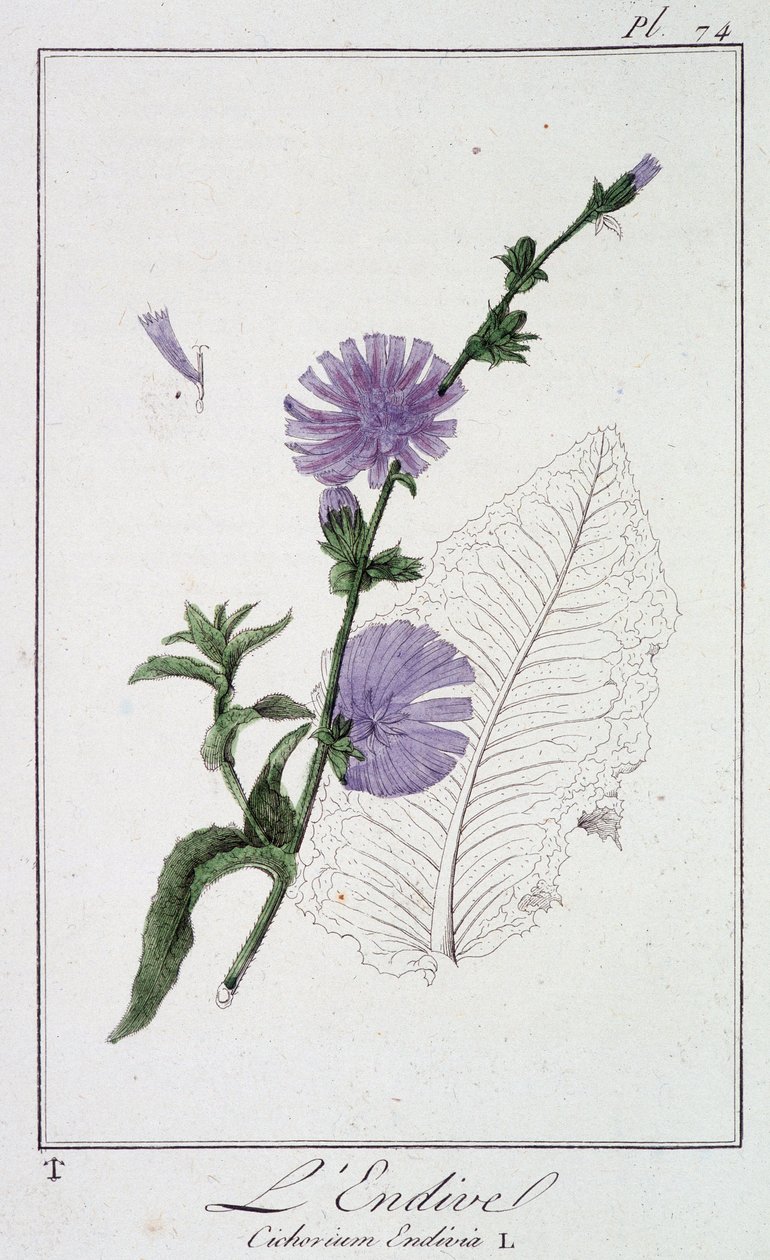 Endiivi (Cichorium Endivia) - kirjassa "Kasvitieteellinen harjoitus kauppiaiden käyttöön", kirjoittanut J.C. Philibert, Imprimerie de Crapelet, Paris tekijältä Unknown artist