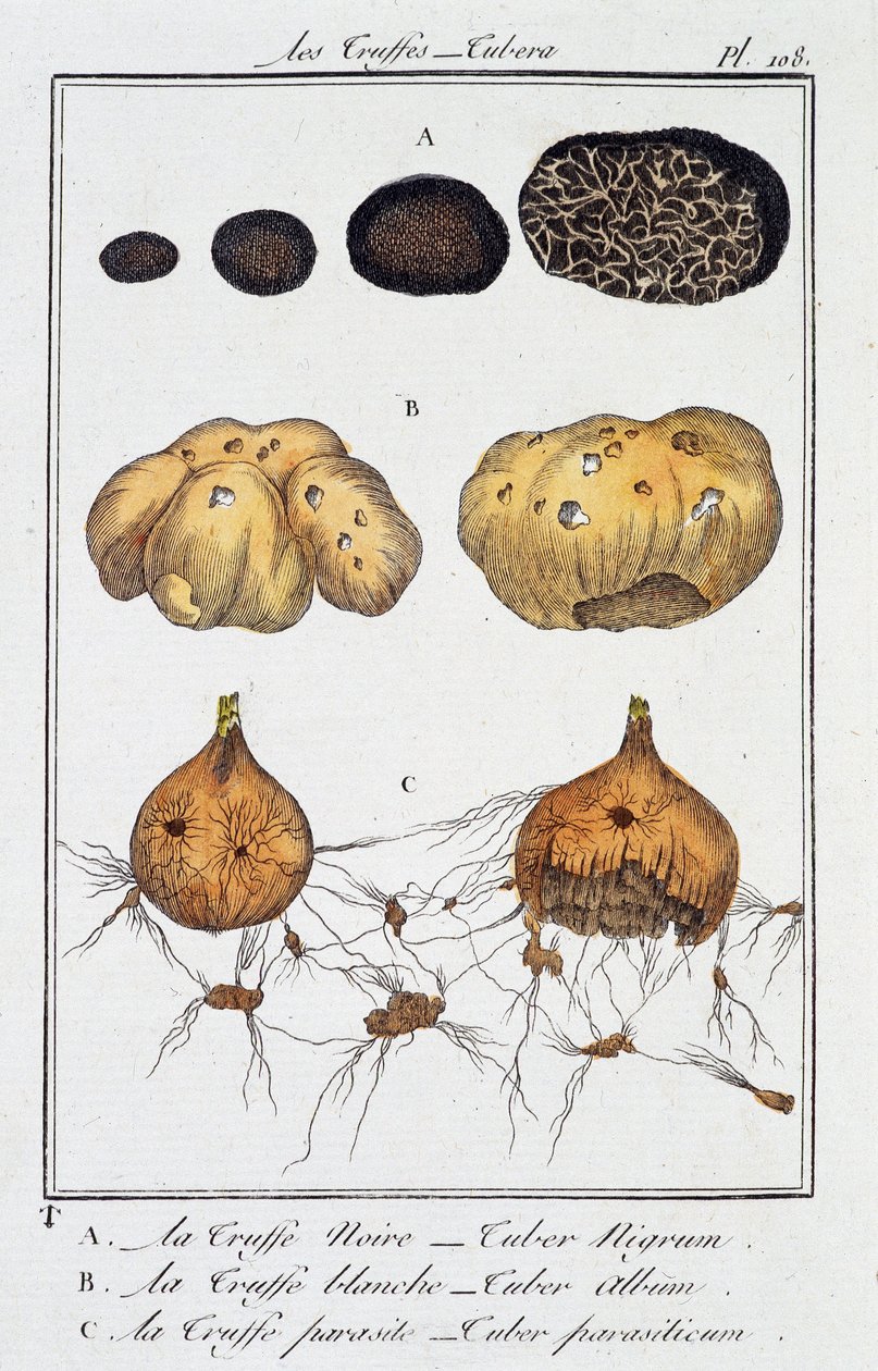 Tryffelit (Tubera) - artikkelissa "Kasvitieteellinen harjoitus kauppiaille", kirjoittanut J.C. Philibert, Imprimerie de Crapelet, Paris tekijältä Unknown artist