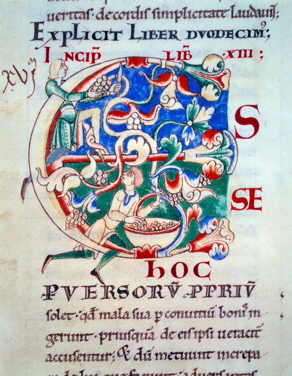 Lettriine C; viiniköynnös 1100-luvun alussa. Keskiajan miniatyyri. Käsikirjoitus ”Moralia in Job” Citeaux Abbeysta Gregoire paavi I:lle tekijältä Unknown artist