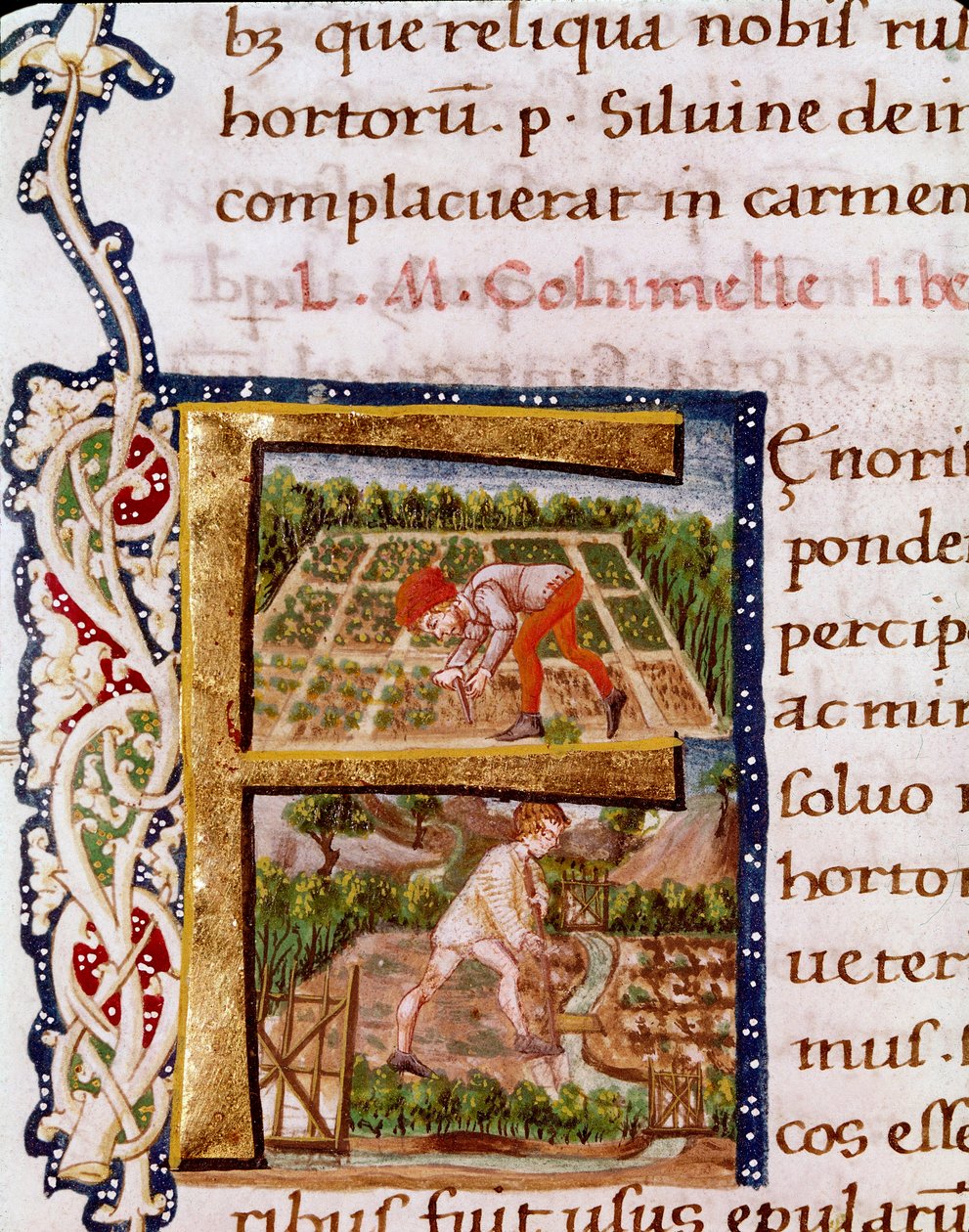 Kirjain F puutarhaviljelyä käsittelevästä luvusta: kohtauksia rantautumisesta ja kastelusta. Miniatyyri otettu agronomi Lucius Iunius Moderatus Columellan (1. vuosisadan) teoksesta "De re rustica" (Ms.E-39). 15-luvulla. Rooma, Biblioteca Vallicelliana tekijältä Unknown artist