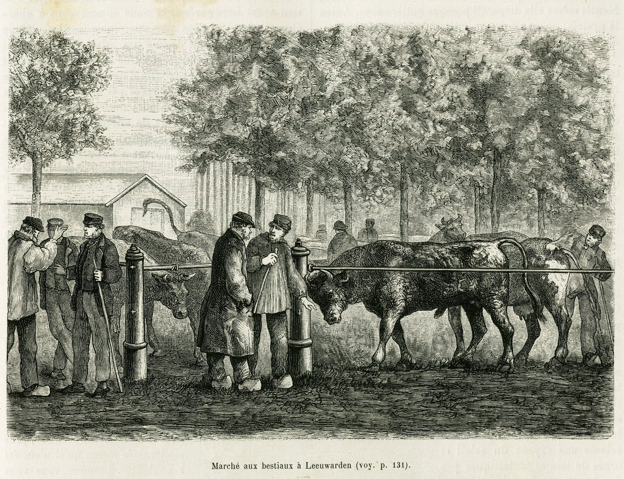 Karjan kävely Leeuwardenissa (Alankomaat). Kaiverrus havainnollistamaan tarinaa La Frise, joka perustuu hollantilaisen sanomalehden suhteeseen, in le tour du monde 1886, ohjaaja Edouard Charton (1807-1890), Hachette, Paris. tekijältä Unknown artist