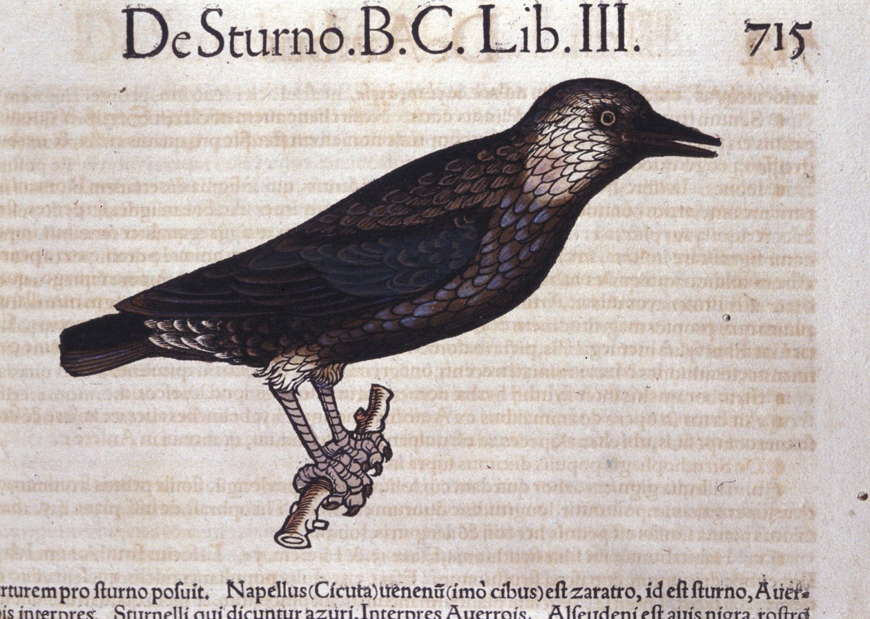 Kottarainen Historia Animaliumissa, kirjoittanut Conrad Gesner (1516 - 1565), Tiguri tekijältä Unknown artist
