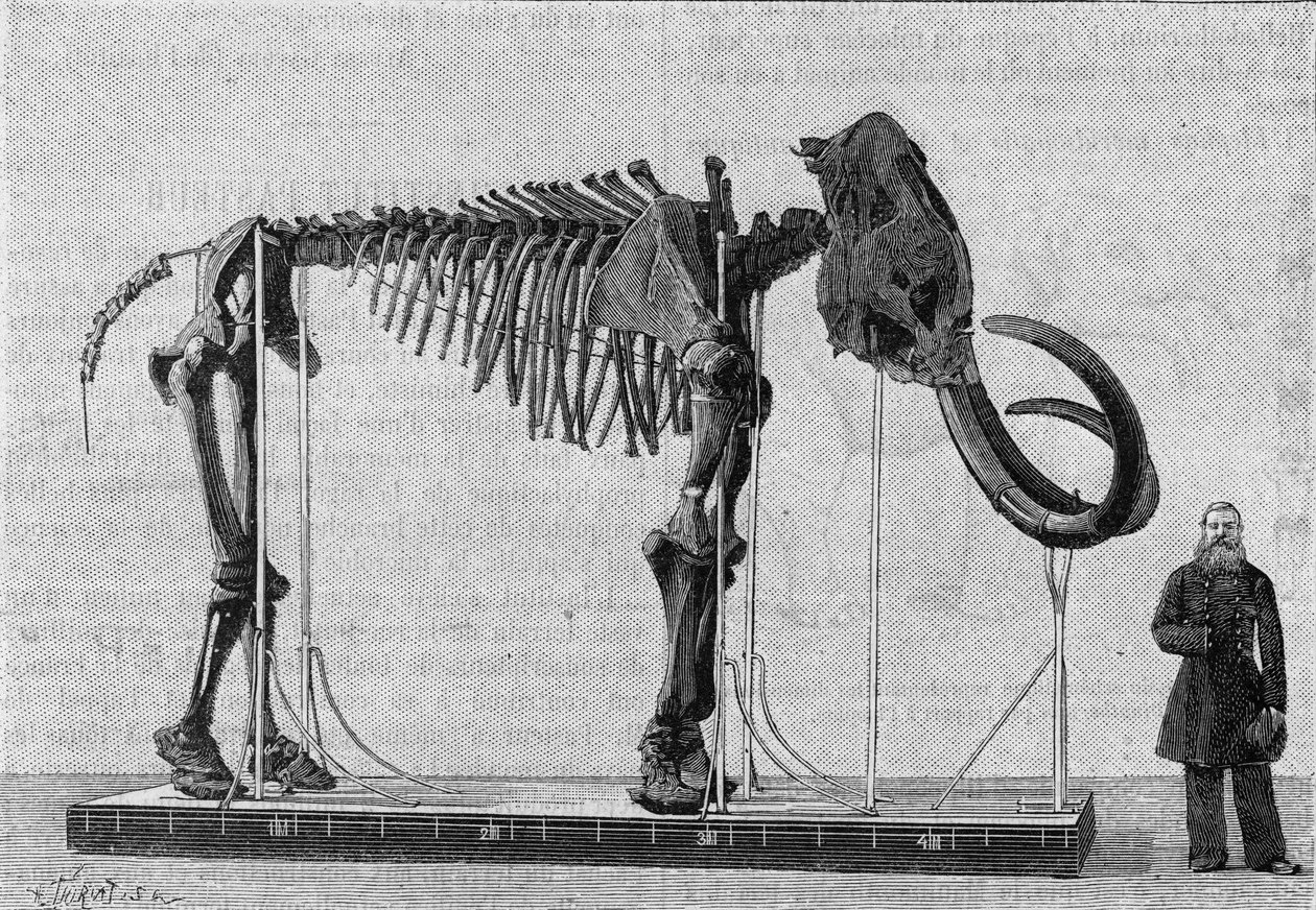 Mammutin luuranko (elephas primigenius), joka löydettiin Jäämeren rannoilta lähellä Lena-joen suua ja jonka Mr. Adams raportoi vuonna 1806 Pietarin tiedeakatemian museolle (Pietari). (Valokuvasta). Kaiverrus sisään tekijältä Unknown artist