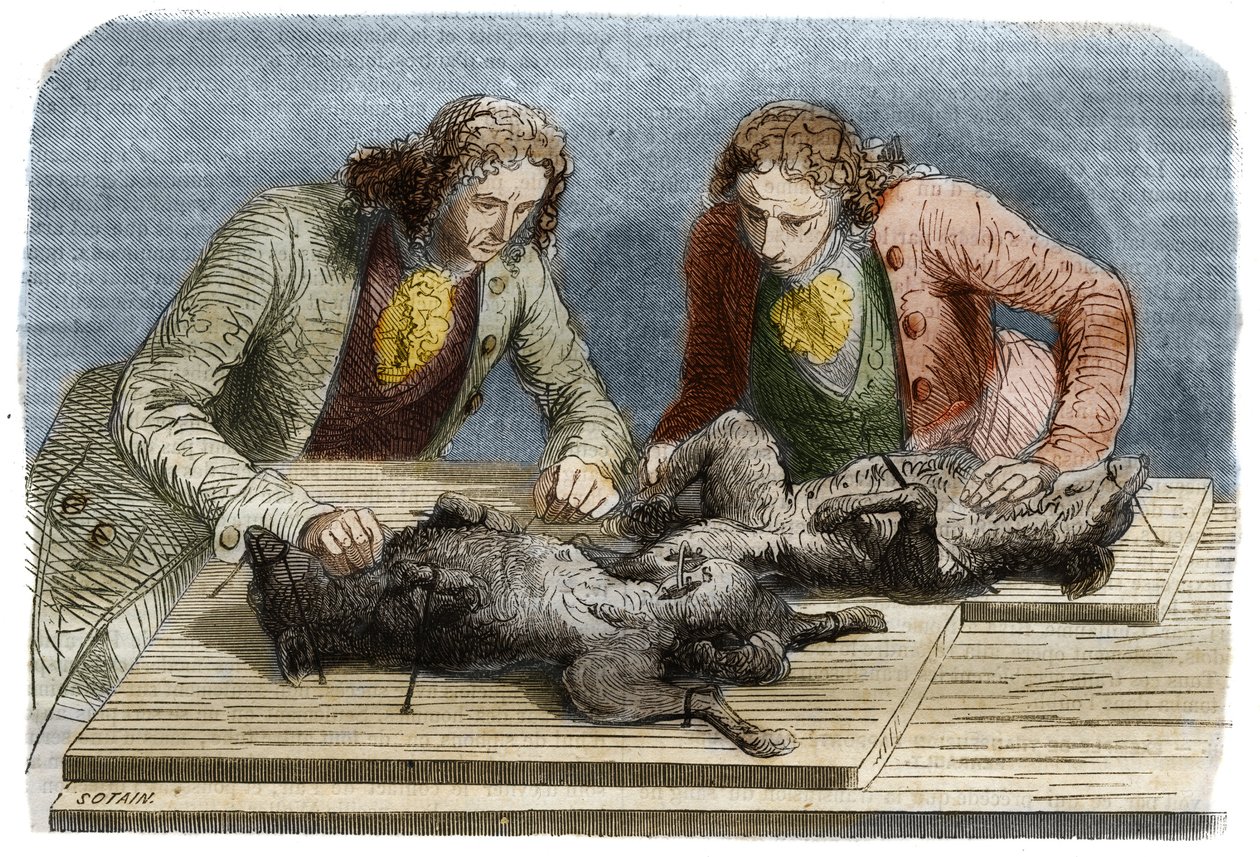 Lääketieteellinen kokemus: verensiirto suoritettiin kahdelle koiralle Pariisissa vuonna 1667. Kaiverrus vuodelta 1857 Claude Perraultin piirroksesta. tekijältä Unknown artist