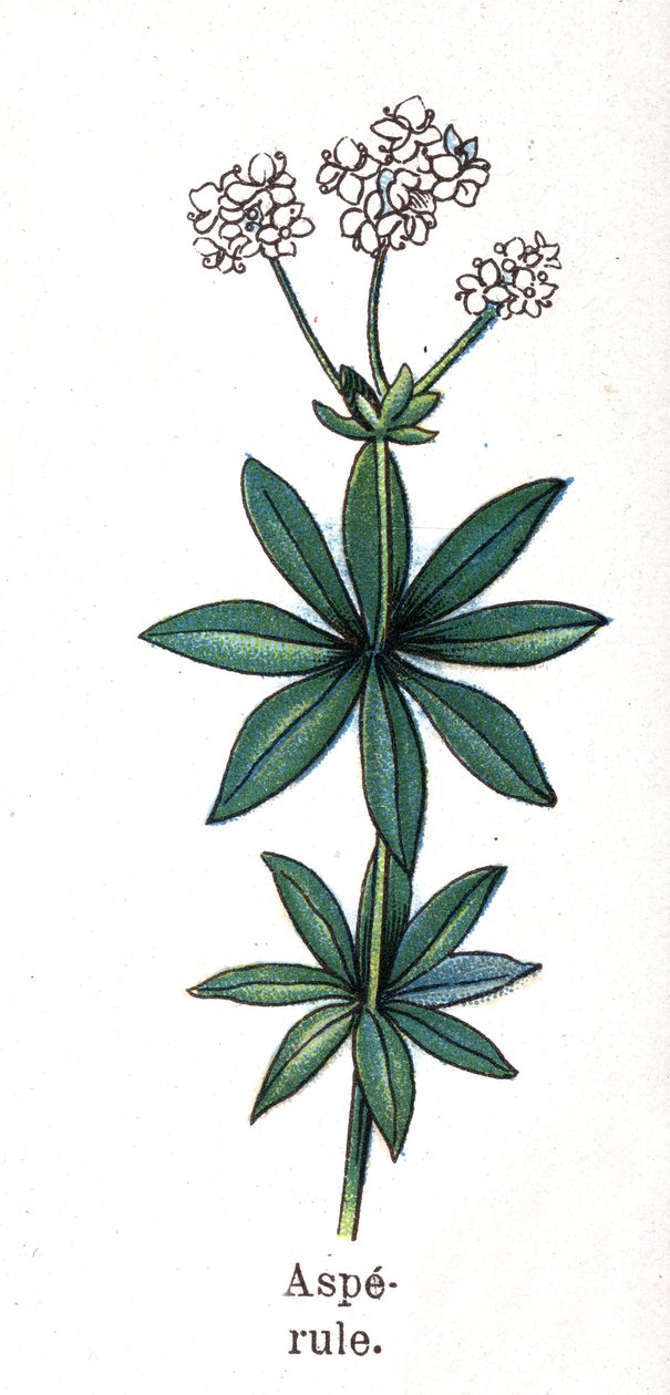 Lääke- ja elintarvikekasvit: asperula. Friedrich Eduard Bilzin (1842-1922) kaiverrus "" La Medicine naturelle" -kirjaan tekijältä Unknown artist