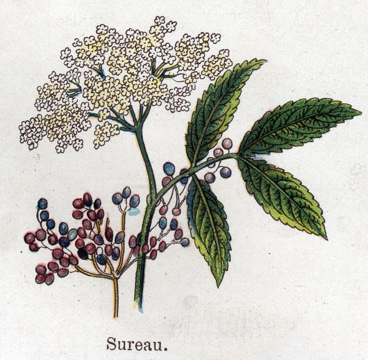 Lääke- ja elintarvikekasvit: seljanmarja. Friedrich Eduard Bilzin (1842-1922) kaiverrus "" La Medicine naturelle" -kirjaan tekijältä Unknown artist