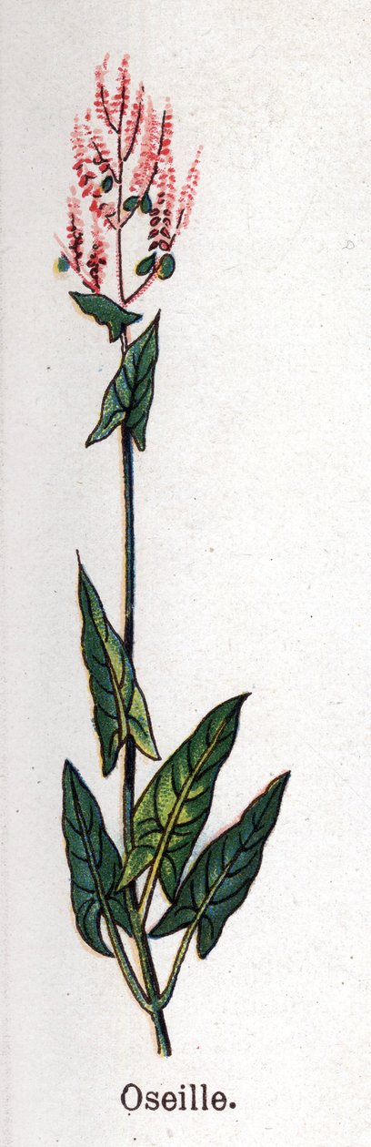 Lääke- ja elintarvikekasvit: suolaheinä. Friedrich Eduard Bilzin (1842-1922) kaiverrus "" La Medicine naturelle" -kirjaan tekijältä Unknown artist