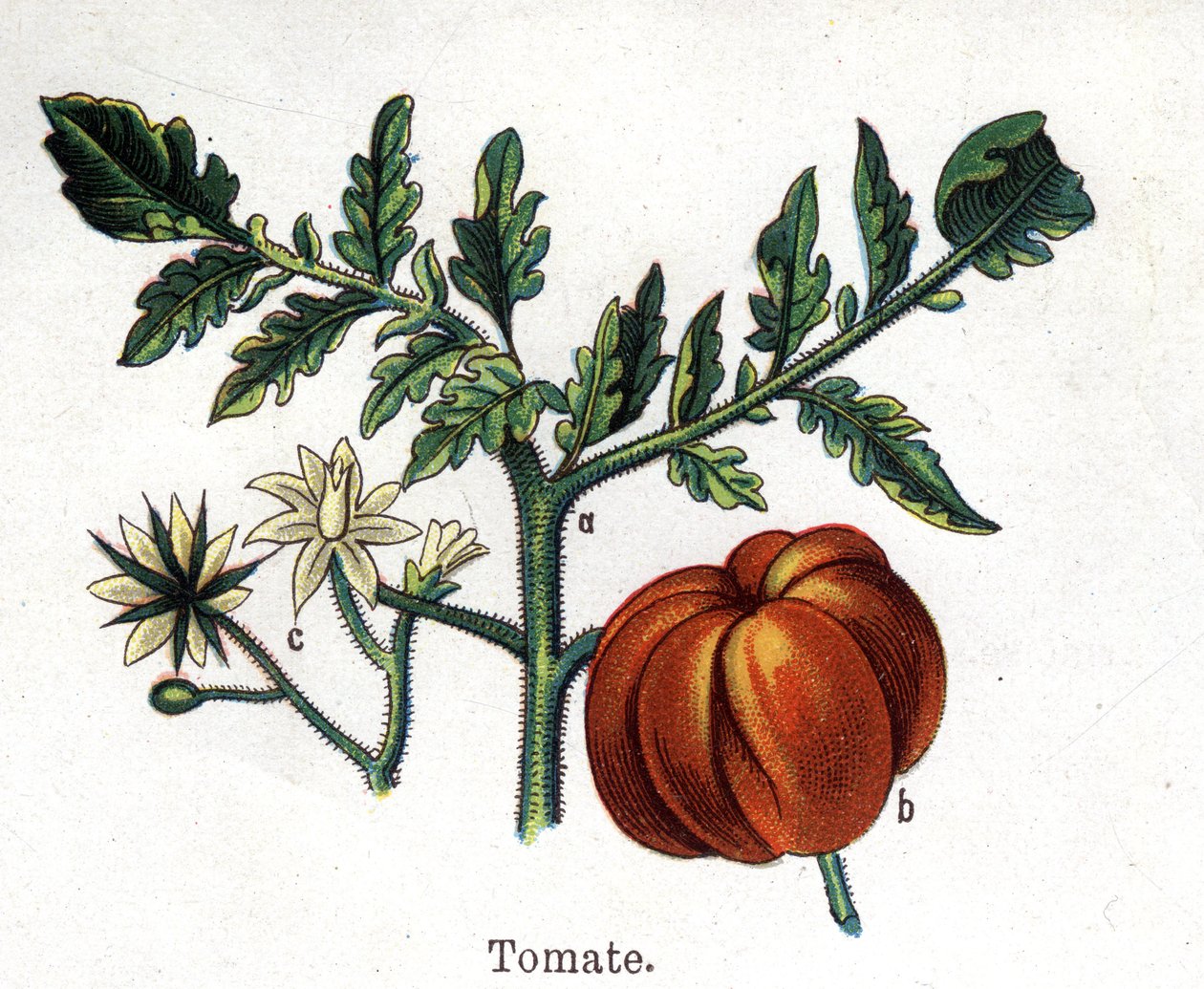 Lääke- ja elintarvikekasvit: tomaatti. Friedrich Eduard Bilzin (1842-1922) kaiverrus "" La Medicine naturelle" -kirjaan tekijältä Unknown artist
