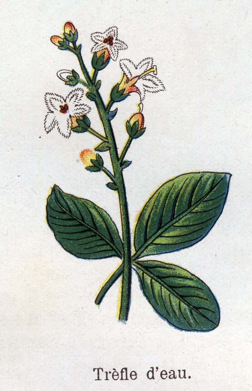 Lääke- ja elintarvikekasvit: vesiapila. Friedrich Eduard Bilzin (1842-1922) kaiverrus "" La Medicine naturelle" -kirjaan tekijältä Unknown artist