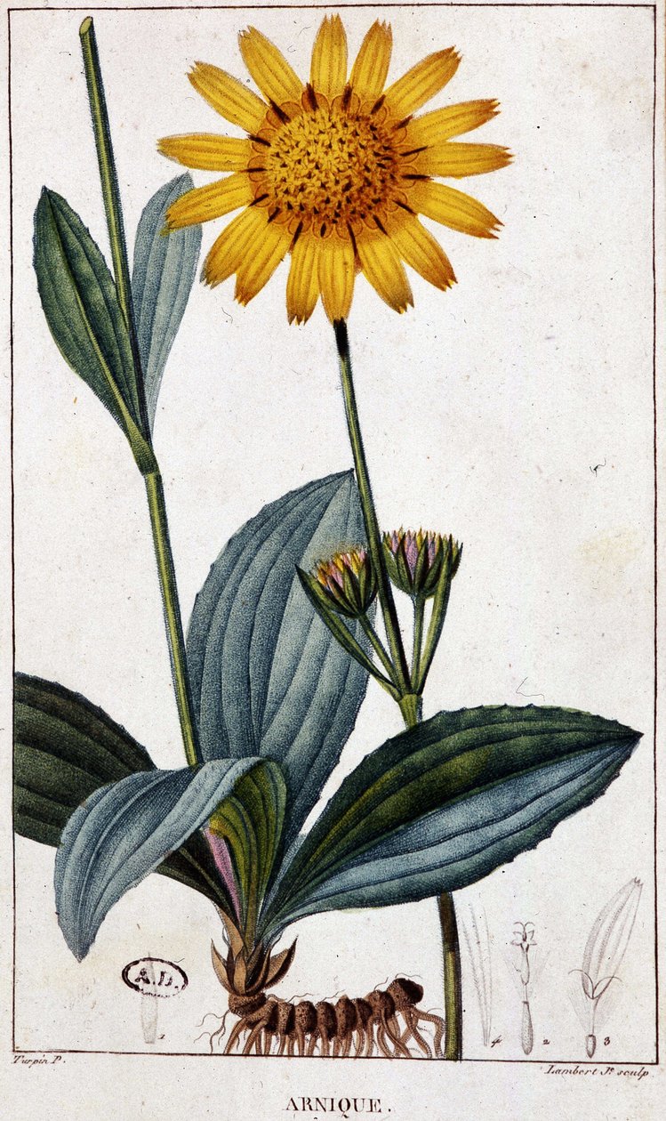 Lääkekasvi: Arnic (tai arnica) - kasvitieteellinen lauta, 1800-luvun loppu. tekijältä Unknown artist