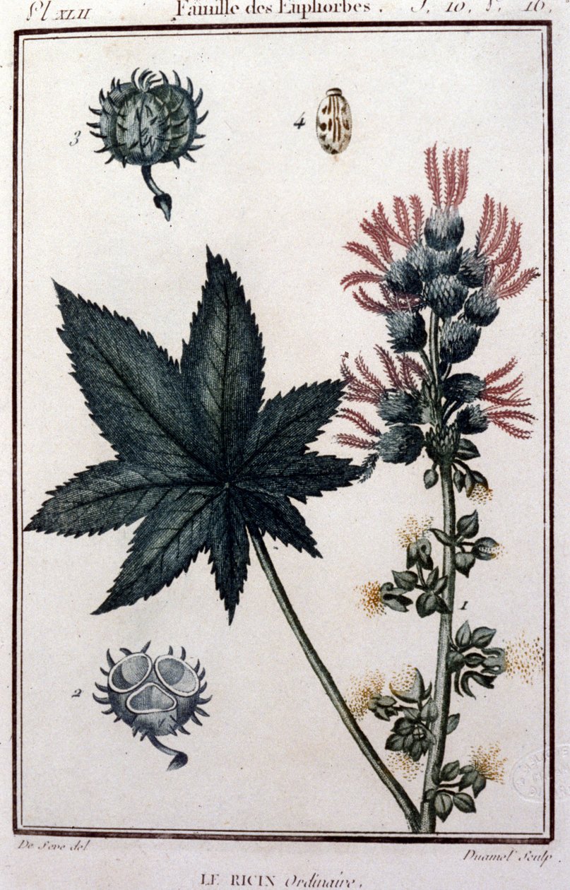 Lääkekasvit: tavallinen risiini. Euforbinen perhe. 1800-luvun kasvitieteellinen lauta tekijältä Unknown artist