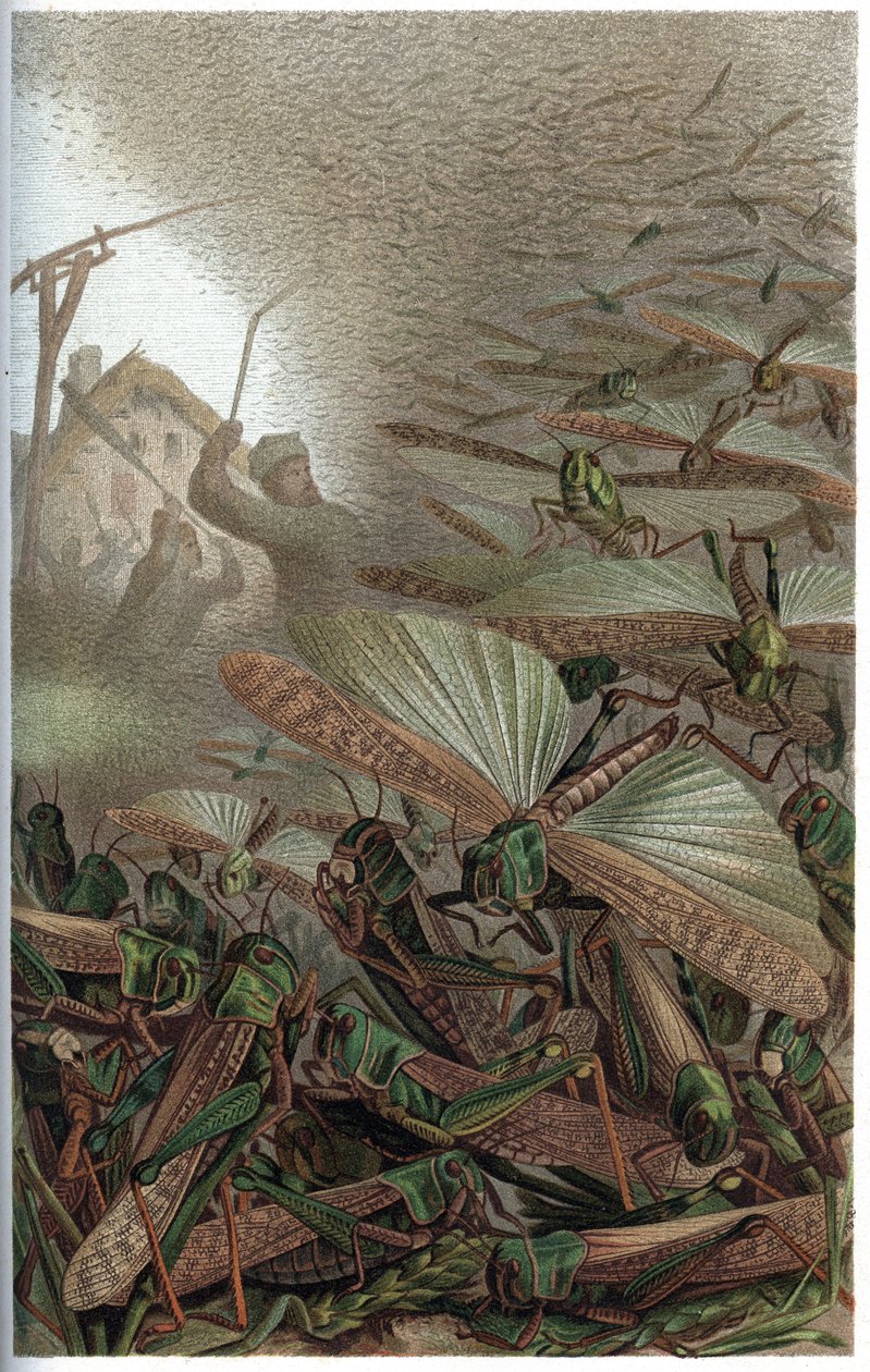 Muuttteleva heinäsirkka (Locust migratoria) - kaiverrus Alfred Edmund Brehmin (1829-1884) "" Brehmin elämästä eläinten elämästä" tekijältä Unknown artist