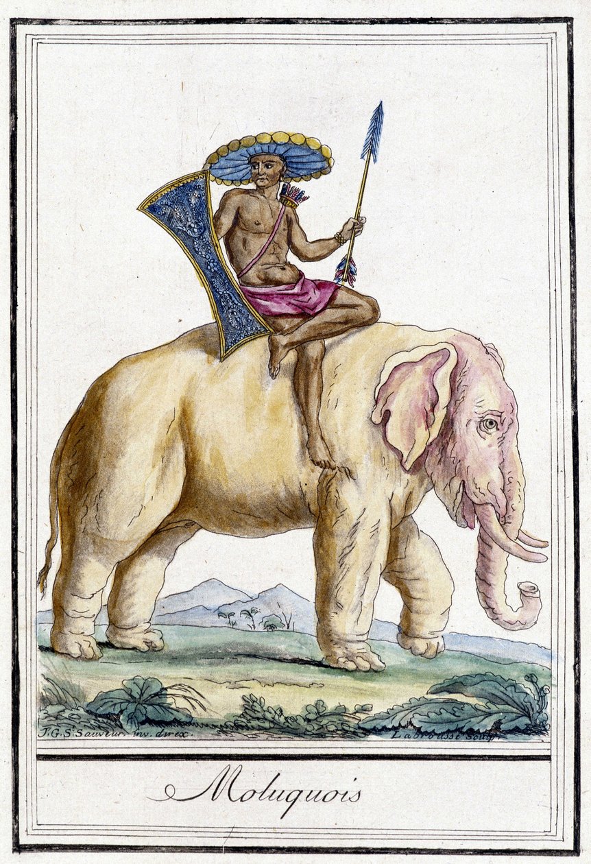 Molukkimies norsulla (Molucca Islands, Indonesia). tekijältä Unknown artist