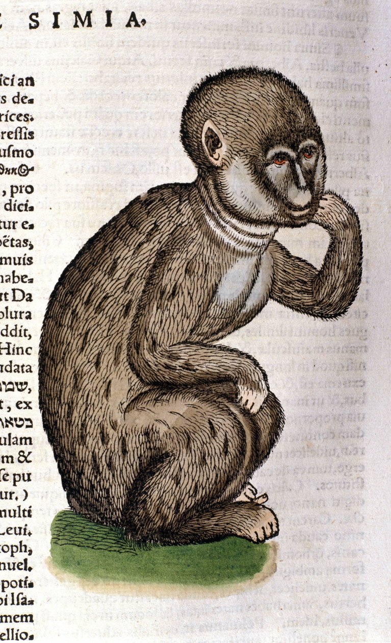 Apina Historia Animaliumin jälkeen kirjoittanut Conrad Gesner, Tiguri 1560. Biblioteca Nazionale Braidense. Milano tekijältä Unknown artist