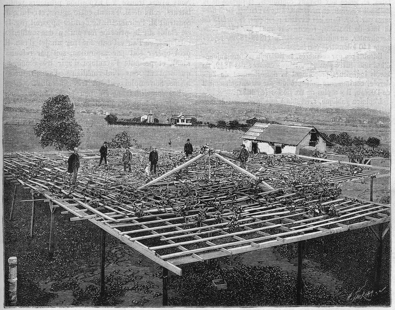 Montecito Vineyard Kaliforniassa 1888. Luontossa vuodelta 1888. tekijältä Unknown artist