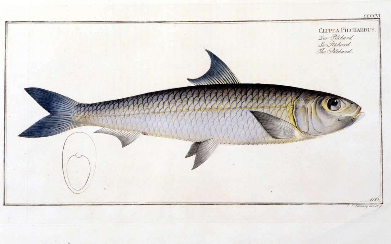 Natural History Plate: Pilchard Blochin "Ichtiology" jälkeen. Kaiverrus 1800-luvulta. tekijältä Unknown artist
