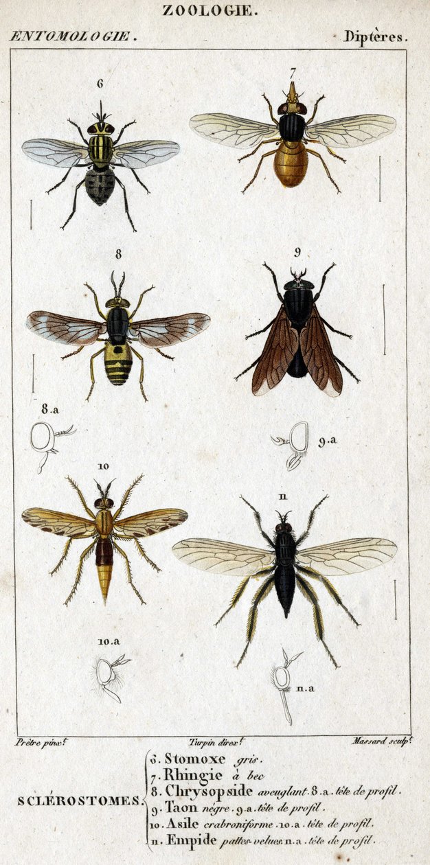 Luonnontieteellinen taulu. Hyönteistiede. Dipteres perhe. Sklerostoomit: 6. Harmaa stomox; 7. Nokkareuna; 8. Sokaiseva Chrysopside; 8a. profiili pää; 9. Taon negre; 9a. profiilin pää; 10. Crabroniforme asylum; 10a. profiilin pää; 11. Kehitä karvaisia jalko tekijältä Unknown artist
