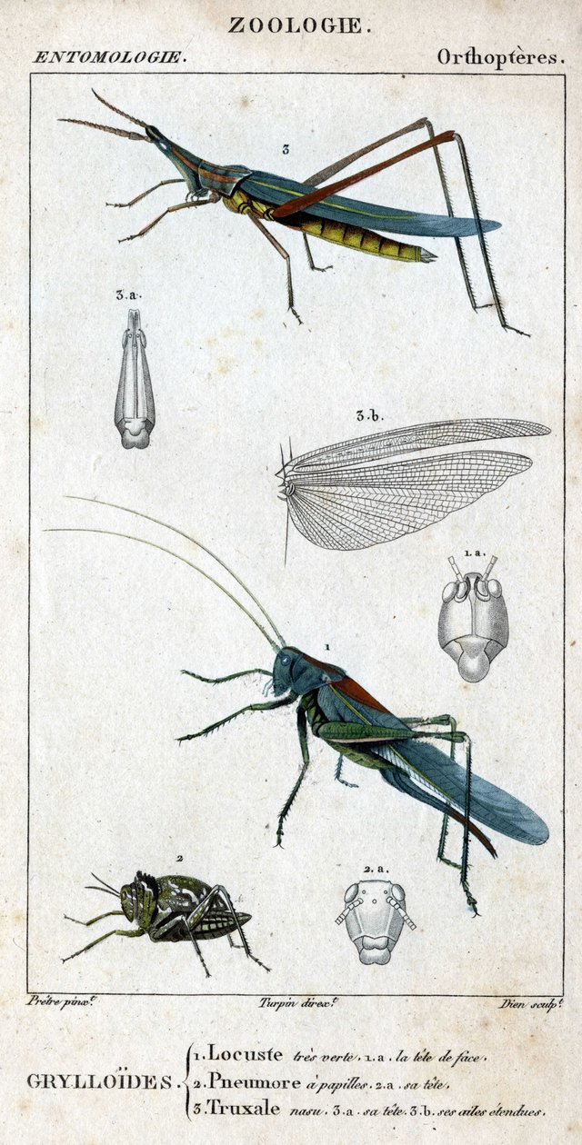 Luonnontieteellinen taulu. Hyönteistiede. Ortopterien perhe. Grylloides: 1. Heinäsirkka hyvin vihreä. 1.a. etupää; 2. Pneumoressa on makuhermoja; 2.a. sen pää; 3. Nasu truxal; 3.a. pää; 3.b. pidennetyt siivet. tekijältä Unknown artist