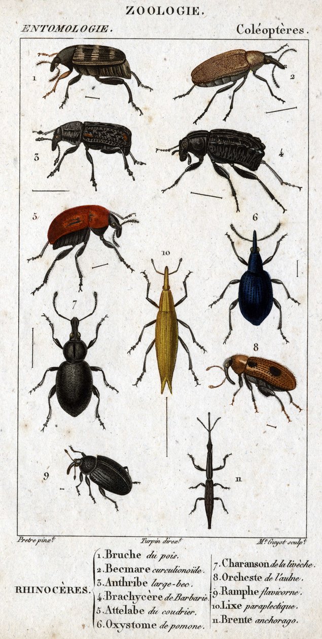 Luonnontieteellinen taulu. Hyönteistiede. Koleopterien perhe. Sarvikuono: 1. Hernebruche; 2. Beemare curculionoid; 3. Anthribe suuri nokka; 4. Piikikäs Brachycere; 5. Coudrierin attelabra; 6. Pomone-oksistooma; 7. Liveche charanson; 8. Leppä orkesteri; 9. tekijältä Unknown artist