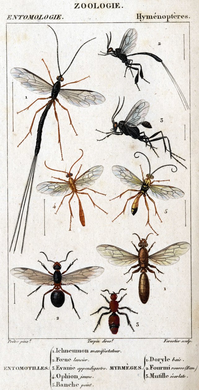Luonnontieteellinen taulu. Hyönteistiede. Hymenopteres perhe. Entomotilles: 1. Inchneumon mielenosoittaja; 2. Foene Lancier; 3. Evanie appendigastre; 4. Keltainen ophioni; 5. Valkoiseksi maalattu. Myrmeges: 1. Doryle lahti; 2. Edellyttäen punapää (Fem.) 3. tekijältä Unknown artist
