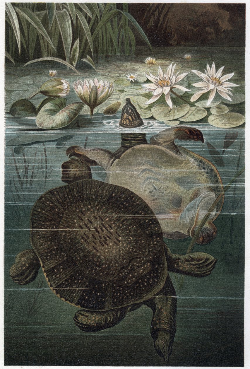 Niilin softshell-kilpikonna - Afrikkalainen softshell-kilpikonna tai Niilin softshell-kilpikonna (Trionyx triunguis) -kaiverrus Alfred Edmund Brehmin (1829-1884) ""Brehmin elämästä eläimistä"" tekijältä Unknown artist