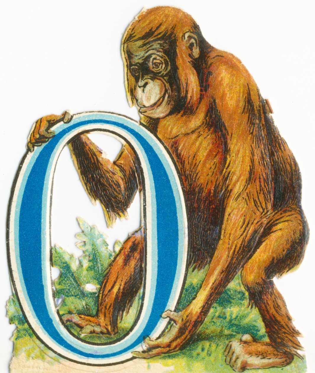 O: Orangutan tekijältä Unknown artist