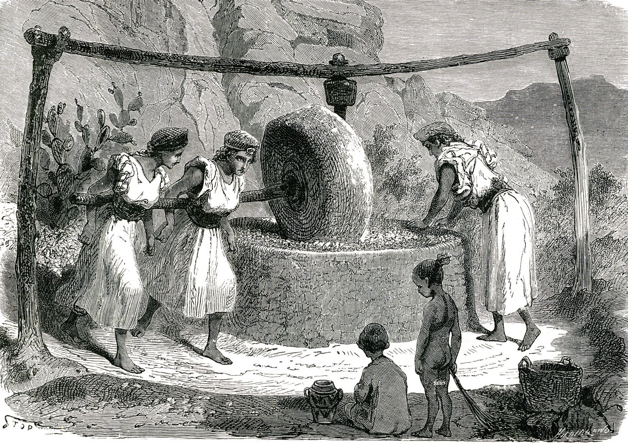 Oliivien mylly Algeriassa 1885 tekijältä Unknown artist