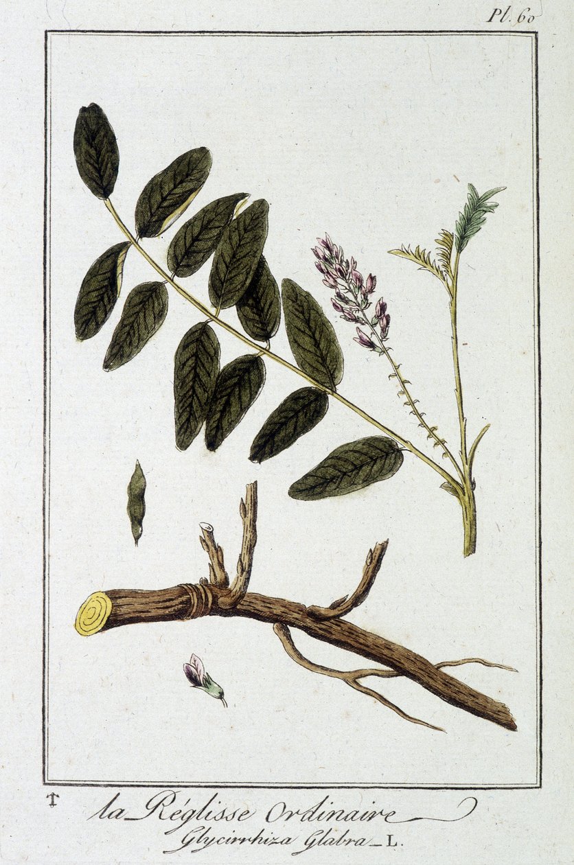 Tavallinen liquisse (Glycyrrhiza glabra) - julkaisussa "Kasvitieteellinen harjoitus kauppiaiden käyttöön", toimittanut J.C. Philibert, Imprimerie de Crapelet, Paris tekijältä Unknown artist