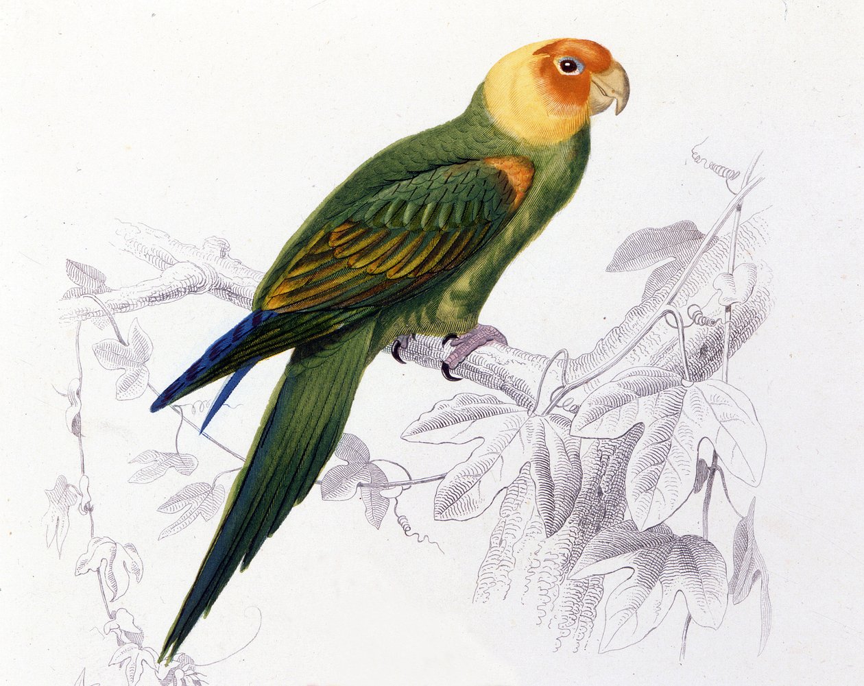Ornitologia: Carolina papukaija. (Psittacus carolinensis) tekijältä Unknown artist