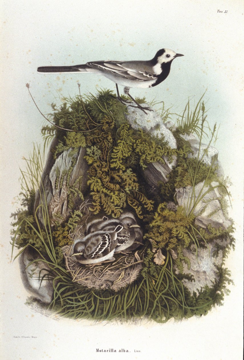 Ornitologia: harmaa bergeronnet (motacilla alba) lähellä poikasten pesää. 1800-luvun eläintieteellinen lautakunta tekijältä Unknown artist