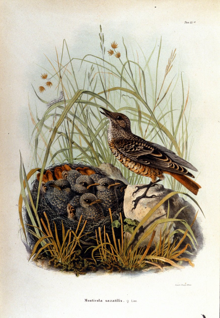 Ornitologia: Monticole lähellä poikasten pesää. tekijältä Unknown artist