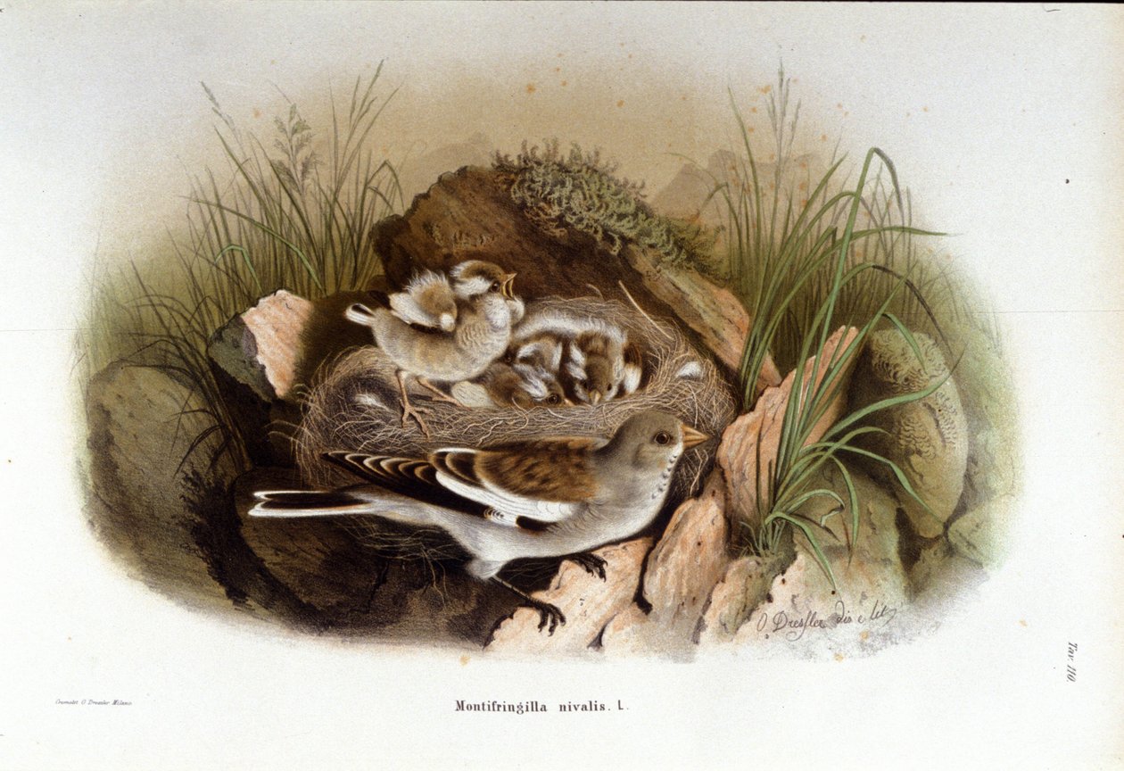 Ornitologia: alppiniverolle lähellä poikasten pesää. tekijältä Unknown artist