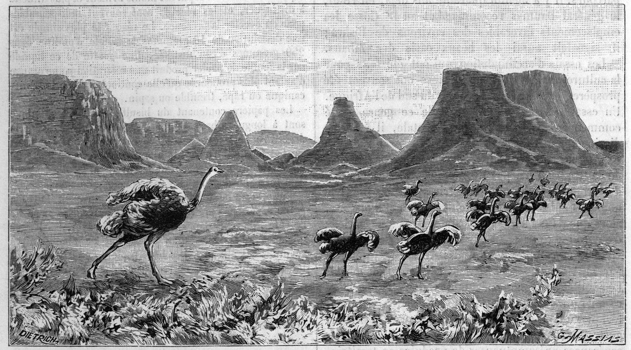 Strutsi vapaa Etelä-Afrikassa. Kaiverrus vuodelta 1895 Lichtensteinin piirroksesta vuodelta 1804. tekijältä Unknown artist