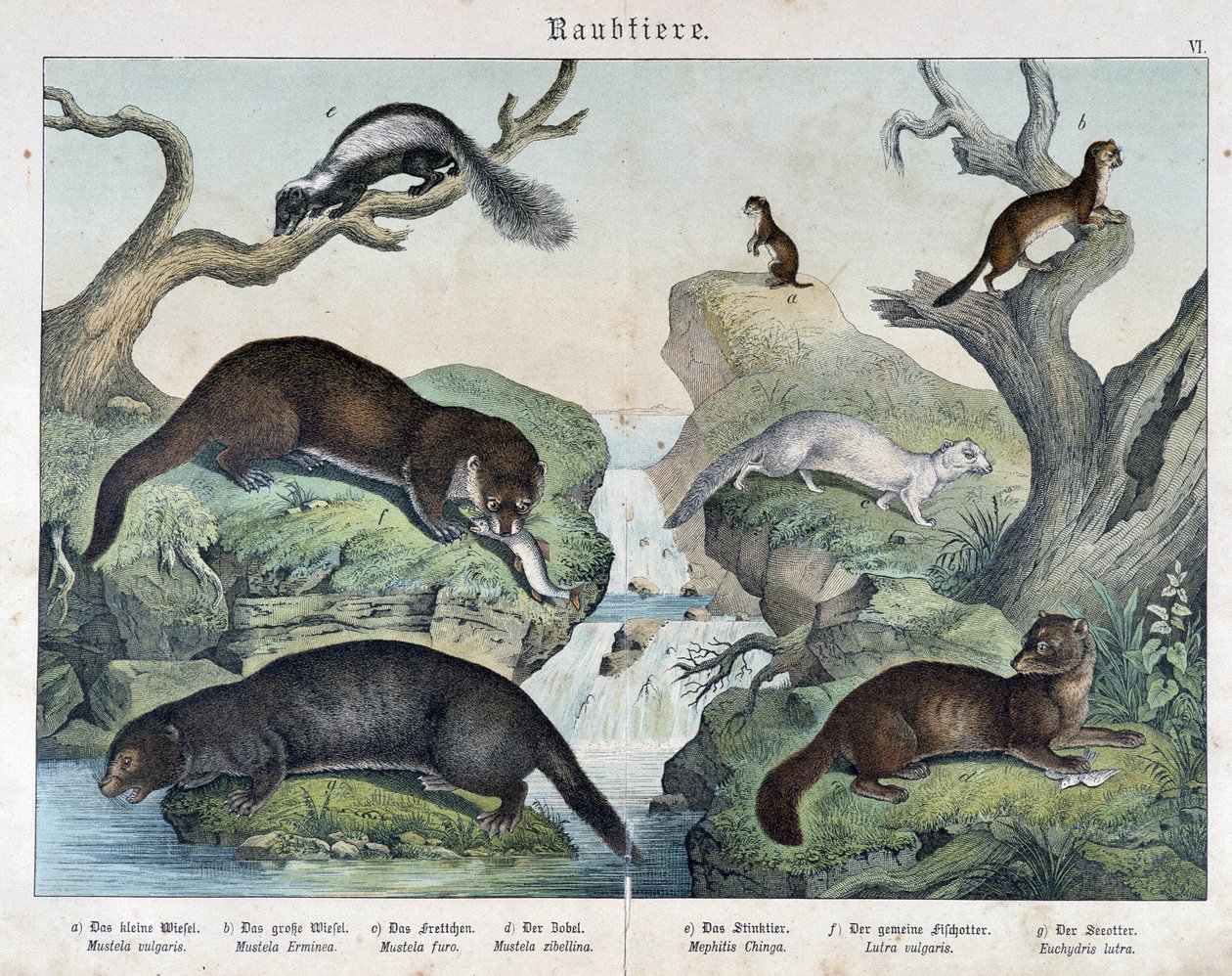 Saukkot, fretit, lumikko... - julkaisussa “Nisäkkäiden luonnonhistoria”, toim. Schreiber tekijältä Unknown artist