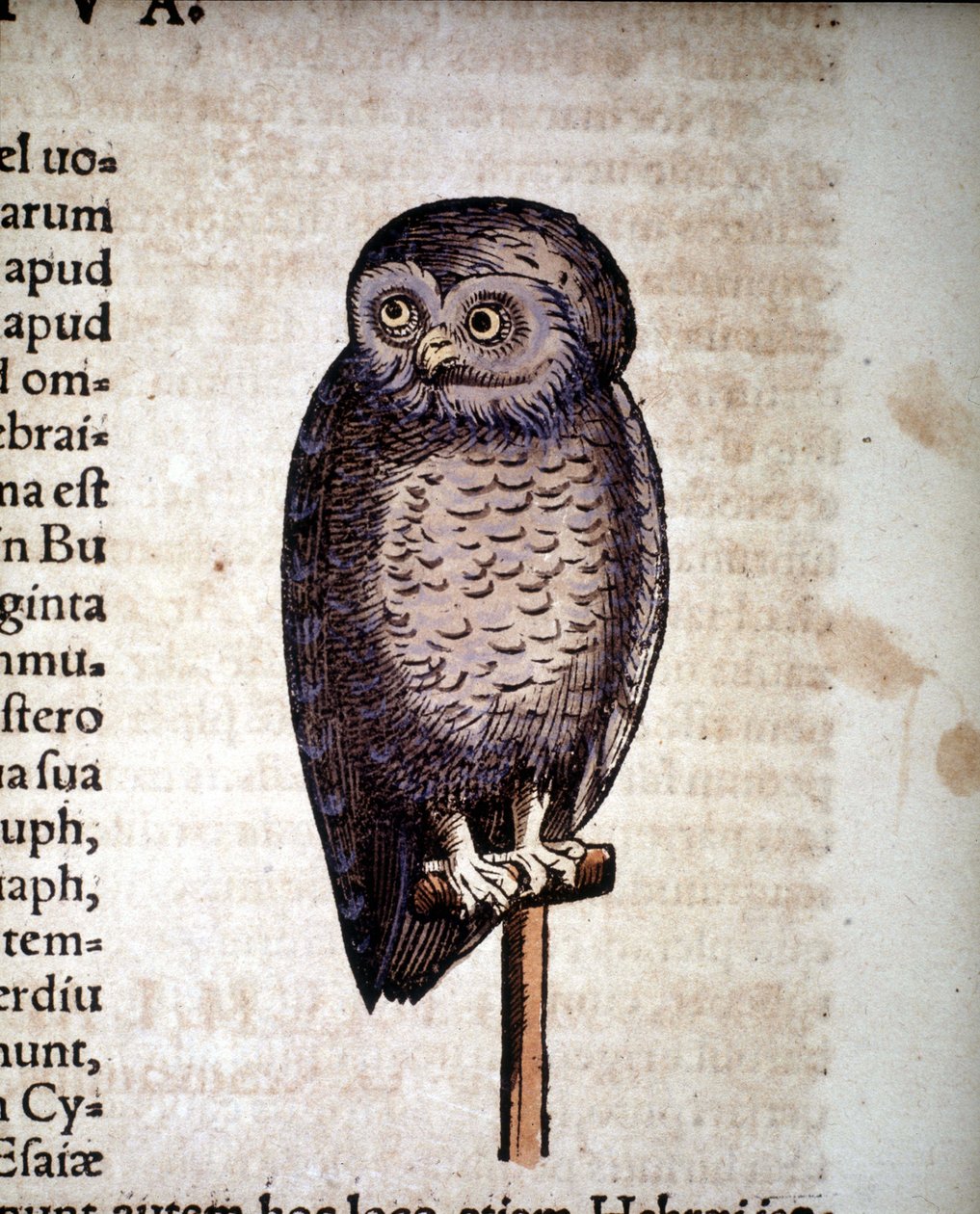 Pöllö - Historiae animaliumista, kirjoittanut Konrad Gesner, Tiguri tekijältä Unknown artist