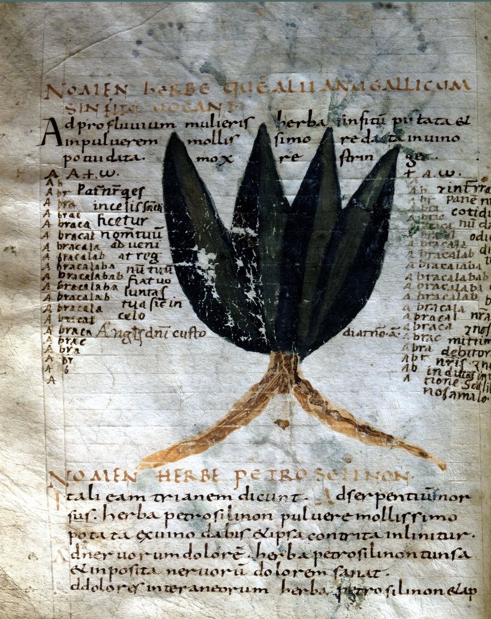 Apuleen (Lucius Apuleius) (n. 125-n. 180) käsikirjoituksen sivu "Yrttien voimalla", 8. tai 9. vuosisata. Lucca, valtion kirjasto. tekijältä Unknown artist