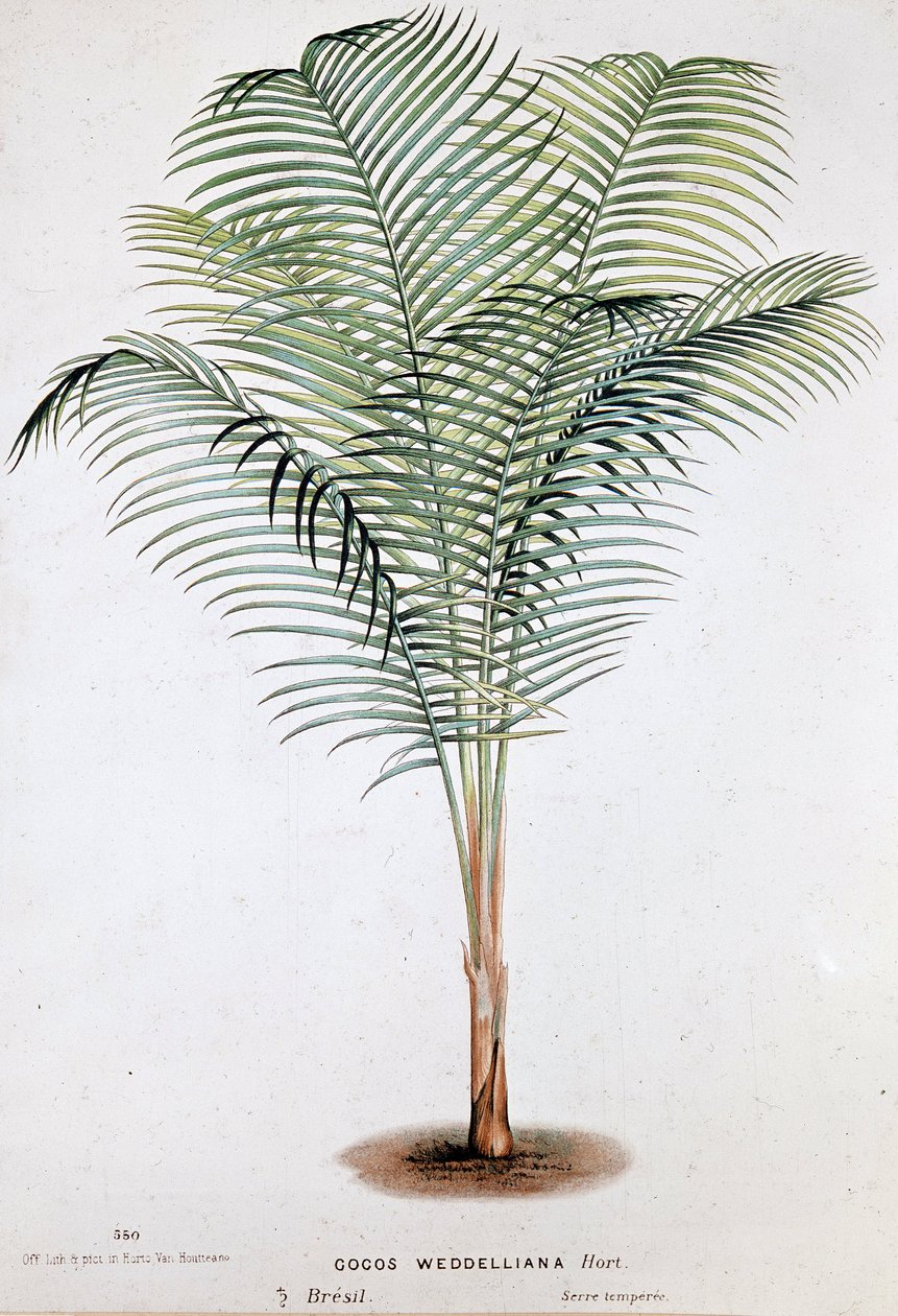 Palm Cocos Weddelliana (Brasilia) - Kasvitieteellinen lauta tekijältä Unknown artist